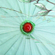 photo-2958828