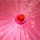 photo-2958784