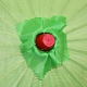 photo-2901327